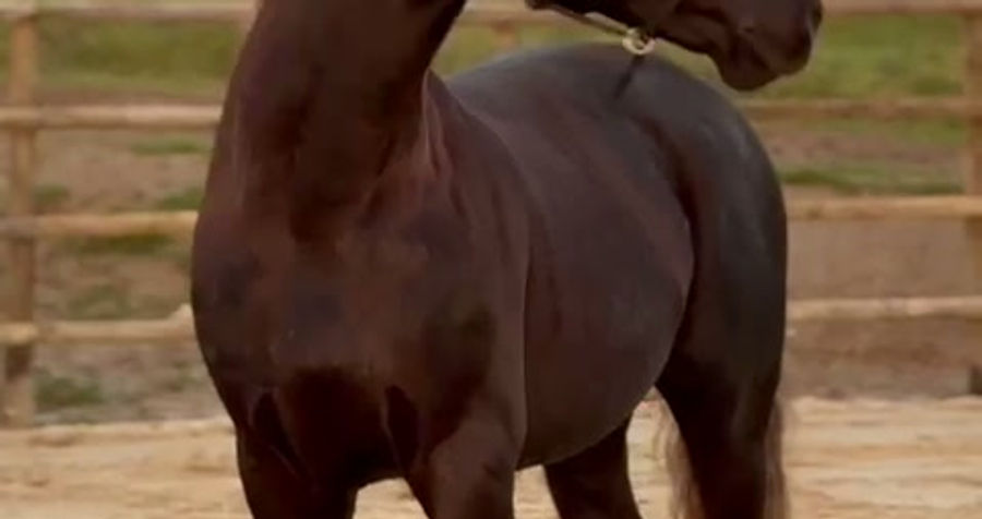 Or Noir du Plantey vidéo (5)